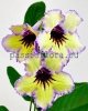 Streptocarpus Seeds MK-TROPICAL SUN - MK-TROPICHESKOE SOLNTSE